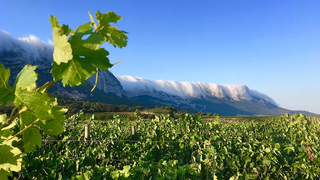 Bodegas Launa — cellar and vineyard (image 2 of 3)