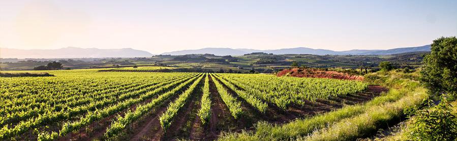 Castell d’Or — cellar and vineyard (image 1 of 3)