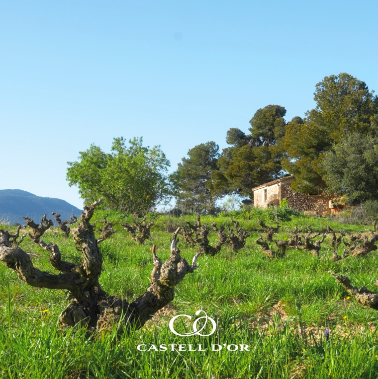 Castell d’Or — cellar and vineyard (image 2 of 3)