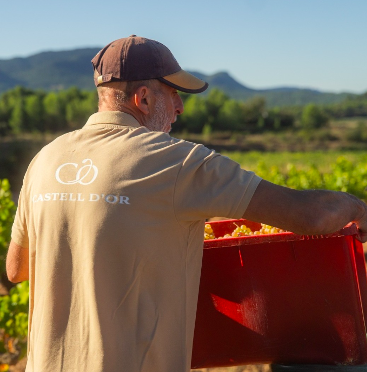 Castell d’Or — cellar and vineyard (image 3 of 3)