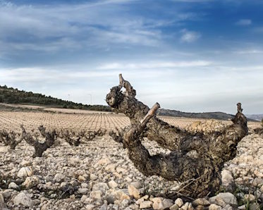 Gil Family Estates — cellar and vineyard (image 1 of 4)