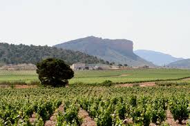 Gil Family Estates — cellar and vineyard (image 2 of 4)