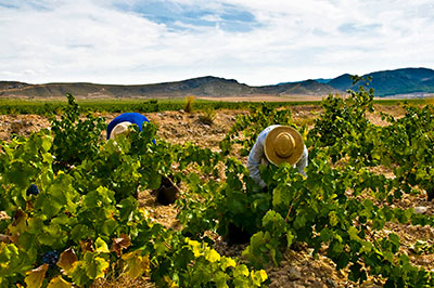 Gil Family Estates — cellar and vineyard (image 3 of 4)