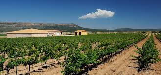 Gil Family Estates — cellar and vineyard (image 4 of 4)