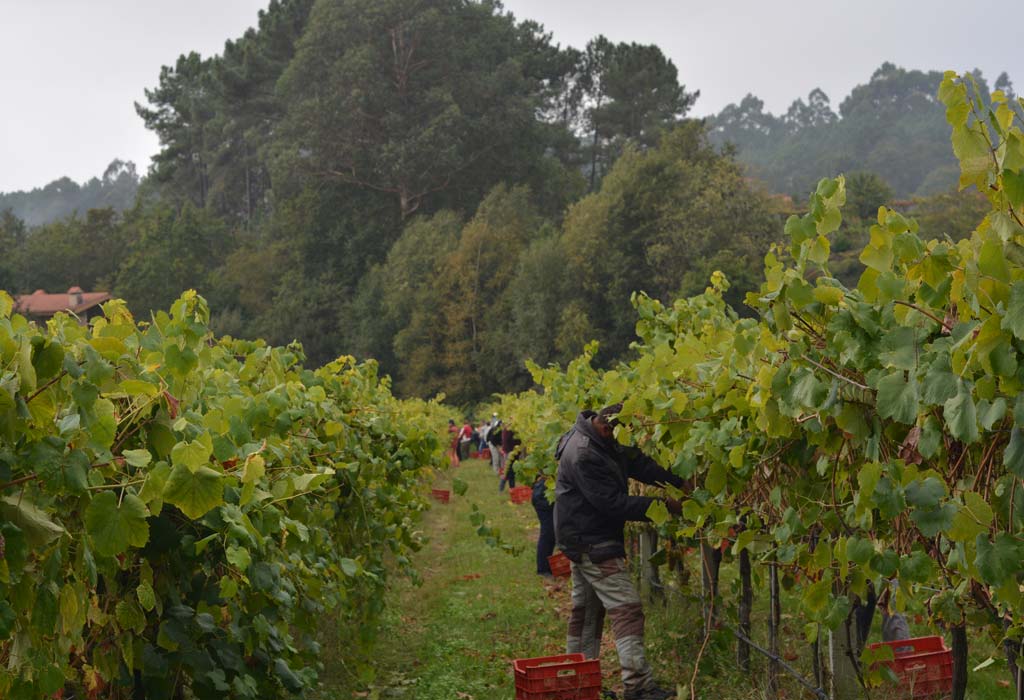 Notas Frutales — cellar and vineyard (image 2 of 5)