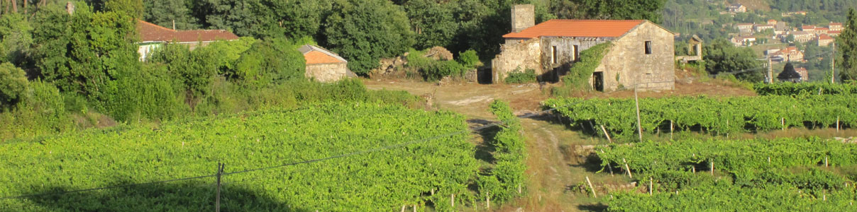 Notas Frutales — cellar and vineyard (image 5 of 5)