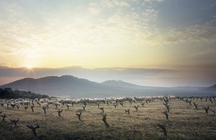 Pagos Balancines — cellar and vineyard (image 3 of 3)