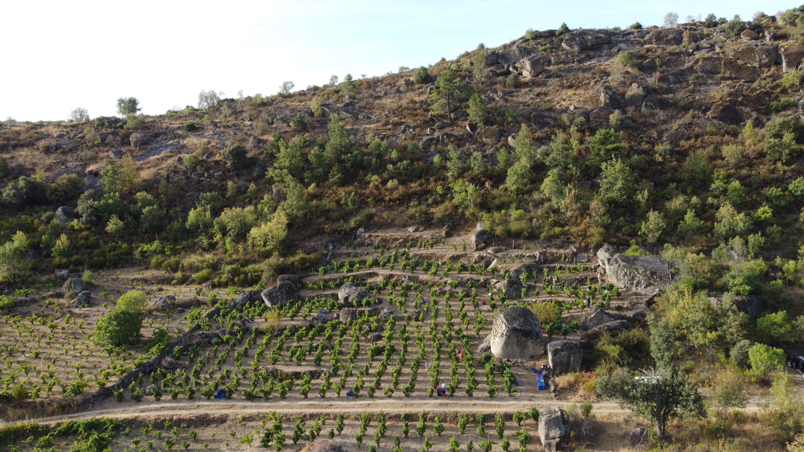Rico y Nuevo · Sierra de Gredos terraced vineyard