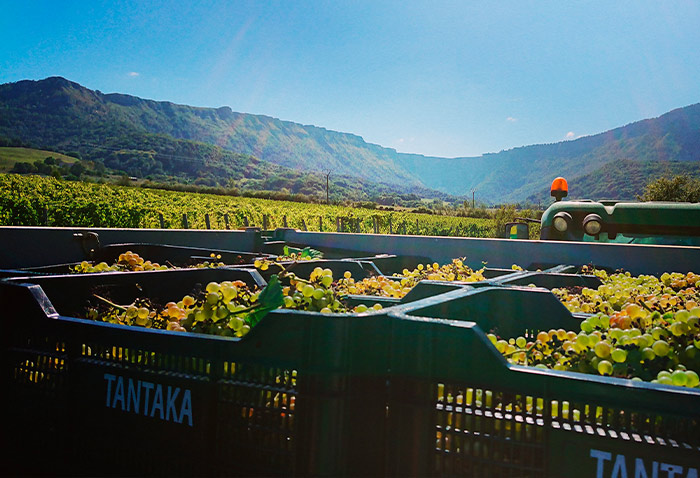 Tantaka — cellar and vineyard (image 1 of 5)