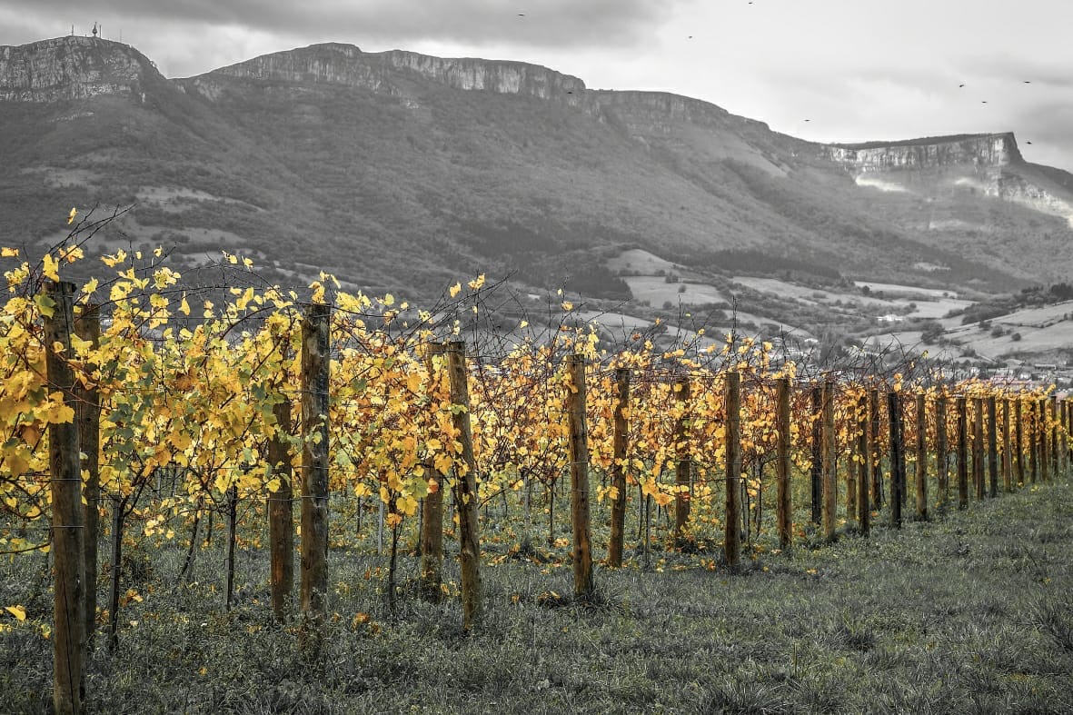 Tantaka — cellar and vineyard (image 3 of 5)
