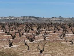 Viñas Murillo — cellar and vineyard (image 2 of 3)